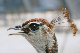 pfau 7 liste